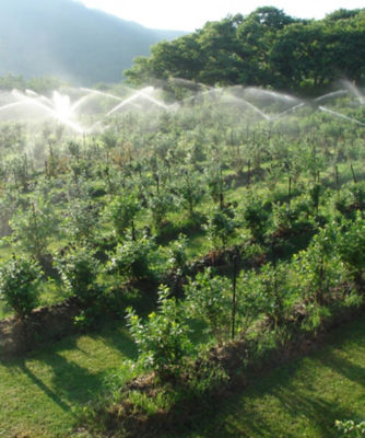 ★【産直】農場マフィン１２個セット