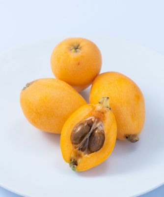 福岡/南国フルーツ/ナンゴクフルーツ ★【産直】長崎県産びわ（５００ｇ）
