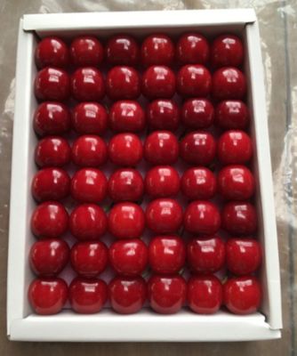 ＜山形/漆山果樹園＞★【産直】山形県産さくらんぼ「佐藤錦」（秀品５００ｇ）