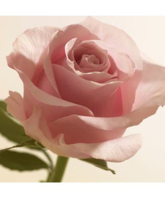 Burberry Beauty（Burberry Beauty） バーバリー シグネチャー