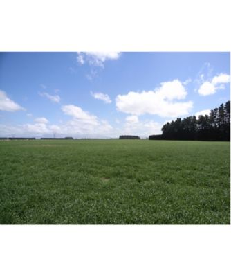 健康美人フォーラム（healthy beauty forum） コラーゲン入り青汁 通販