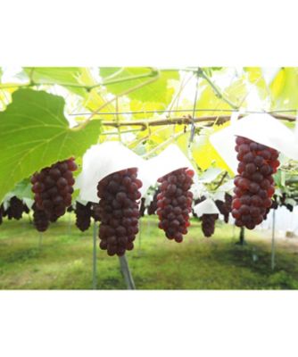 ★【産直】山形県産デラウェア（１．８ｋｇ）　１セット