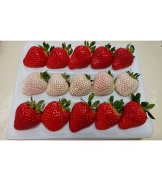 ＜鹿児島/ままりあ農園＞★【産直】鹿児島県産いちご食べ比べセット（４００ｇ）