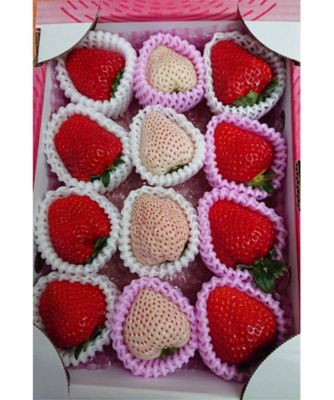 ＜鹿児島/ままりあ農園＞★【産直】鹿児島県産いちご食べ比べセット（５５０ｇ）