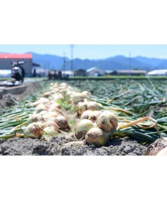 １１０８５　１箱　南あわじ市産　青山さんの「絆たまねぎ」新物