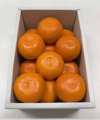 【父の日】０７３．愛知県産　蒲郡ハウスミカン