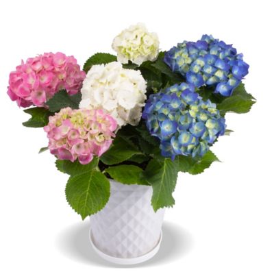 25chootom_11-1