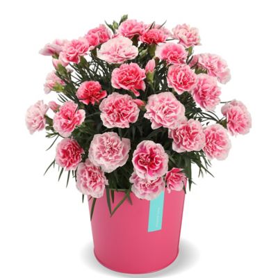 25chootom_13-1
