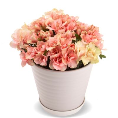 25chootom_21-1