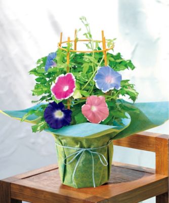 楽天市場】植木鉢 6号鉢の通販