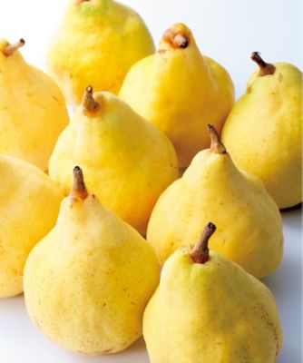 【お歳暮】長谷川果樹園 新潟ル レクチエ ※収穫次第のお届け 果物・冷凍フルーツ【三越伊勢丹/公式】