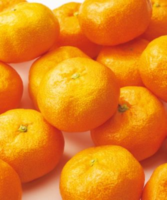 【お歳暮】三越伊勢丹オンラインストア 和歌山 木熟みかん「201」 ※収穫次第のお届け 果物・冷凍フルーツ【三越伊勢丹/公式】