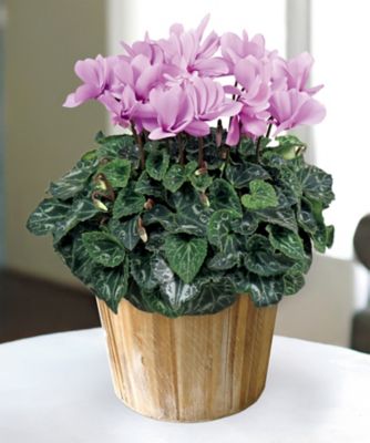 【お歳暮】第一園芸 シクラメン セレナーディア・ライラックフリル 5号 ※収穫次第のお届け ※島部及び寒冷地域などへのお届け不可 植木鉢・プランター【三越伊勢丹/公式】