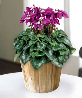 【お歳暮】第一園芸 シクラメン 冬化粧 5号 ※収穫次第のお届け ※島部及び寒冷地域などへのお届け不可 植木鉢・プランター【三越伊勢丹/公式】