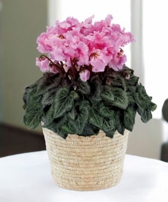 【お歳暮】第一園芸 シクラメン ファルバラローズ 5号 ※収穫次第のお届け ※島部及び寒冷地域などへのお届け不可 植木鉢・プランター【三越伊勢丹/公式】