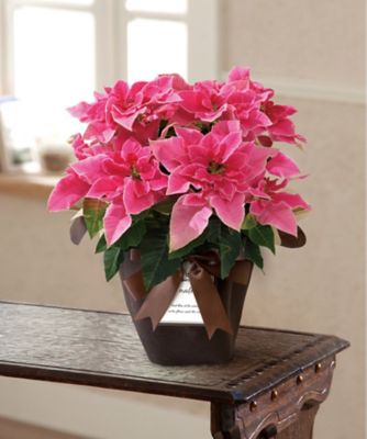 【お歳暮】三越伊勢丹オンラインストア プリンセチア ローザ（5号鉢入）※収穫次第のお届け ※島部及び寒冷地域などへのお届け不可 植木鉢・プランター【三越伊勢丹/公式】