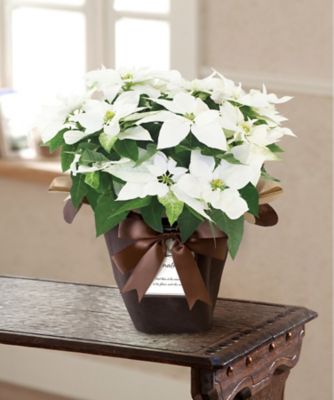 【お歳暮】三越伊勢丹オンラインストア プリンセチア ピュアホワイト（5号鉢入）※収穫次第のお届け ※島部及び寒冷地域などへのお届け不可 植木鉢・プランター【三越伊勢丹/公式】