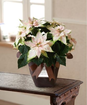 【お歳暮】三越伊勢丹オンラインストア プリンセチア ロゼマーブル（5号鉢入）※収穫次第のお届け ※島部及び寒冷地域などへのお届け不可 植木鉢・プランター【三越伊勢丹/公式】