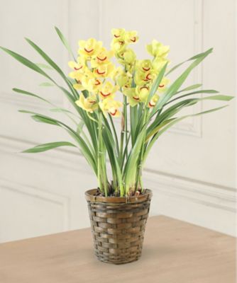 【お歳暮】三越伊勢丹オンラインストア シンビジウム イエロー ※収穫次第のお届け ※島部及び寒冷地域などへのお届け不可 植木鉢・プランター【三越伊勢丹/公式】