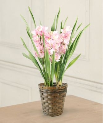 【お歳暮】三越伊勢丹オンラインストア シンビジウム ピンク ※収穫次第のお届け ※島部及び寒冷地域などへのお届け不可 植木鉢・プランター【三越伊勢丹/公式】