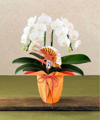 【お歳暮】三越伊勢丹オンラインストア 迎春胡蝶蘭「誉」 2本立 ※収穫次第のお届け ※島部及び寒冷地域などへのお届け不可 植木鉢・プランター【三越伊勢丹/公式】