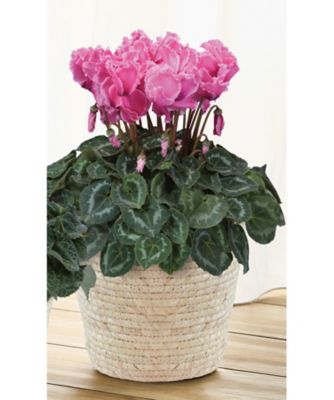 【お歳暮】三越伊勢丹オンラインストア シクラメン ドリームピンク 5号 ※収穫次第のお届け ※島部及び寒冷地域などへのお届け不可 植木鉢・プランター【三越伊勢丹/公式】