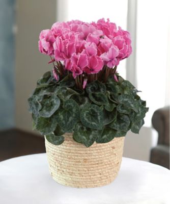 【お歳暮】三越伊勢丹オンラインストア シクラメン ドリームピンク 6号 ※収穫次第のお届け ※島部及び寒冷地域などへのお届け不可 植木鉢・プランター【三越伊勢丹/公式】