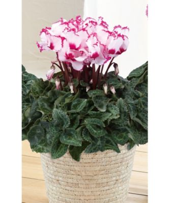 【お歳暮】三越伊勢丹オンラインストア シクラメン ビクトリア 5号 ※収穫次第のお届け ※島部及び寒冷地域などへのお届け不可 植木鉢・プランター【三越伊勢丹/公式】