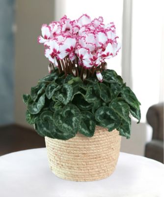 【お歳暮】三越伊勢丹オンラインストア シクラメン ビクトリア 6号 ※収穫次第のお届け ※島部及び寒冷地域などへのお届け不可 植木鉢・プランター【三越伊勢丹/公式】