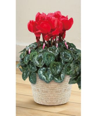 【お歳暮】三越伊勢丹オンラインストア シクラメン シュトラウス 5号 ※収穫次第のお届け ※島部及び寒冷地域などへのお届け不可 植木鉢・プランター【三越伊勢丹/公式】