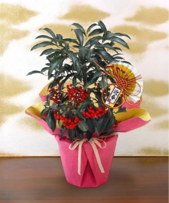 【お歳暮】三越伊勢丹オンラインストア 万両「宝船」（6号鉢入）※収穫次第のお届け ※島部及び寒冷地域などへのお届け不可 植木鉢・プランター【三越伊勢丹/公式】