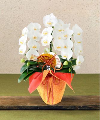 【お歳暮】三越伊勢丹オンラインストア 迎春胡蝶蘭「誉」 3本立 ※収穫次第のお届け ※島部及び寒冷地域などへのお届け不可 植木鉢・プランター【三越伊勢丹/公式】