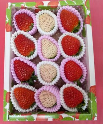 ＜鹿児島/ままりあ農園＞★【産直】鹿児島県産いちご食べ比べセット（３８０ｇ）