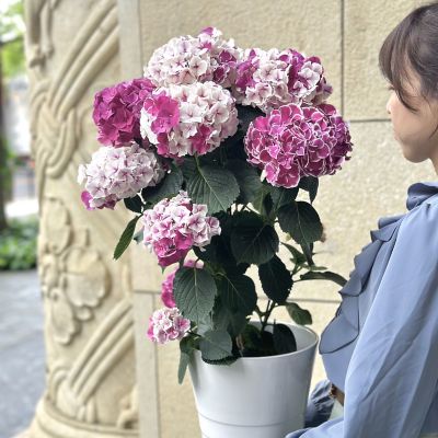 チュートム サトウハナミセ＞花鉢 アジサイホットチボリマーブル