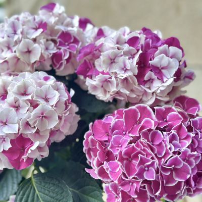 チュートム サトウハナミセ＞花鉢 アジサイホットチボリマーブル