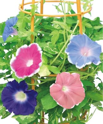 朝顔（6号鉢入） ※収穫次第のお届け【R382753】｜鉢植え の