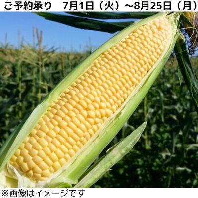 36_2025cone_002