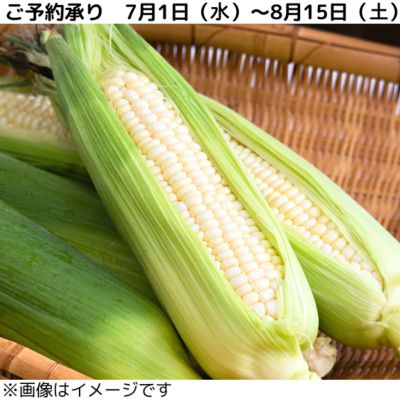 36_2026cone_001