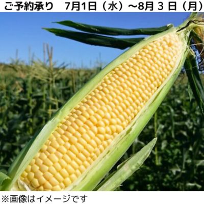 36_2026cone_002