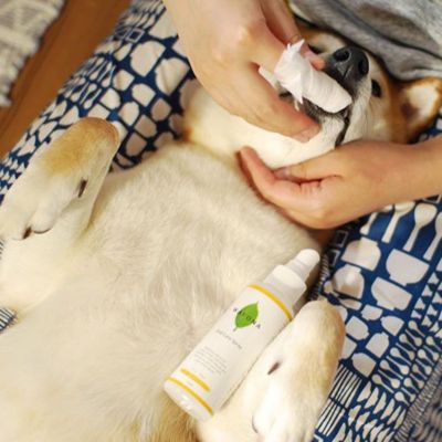 ＷＡＦＯＮＡ　オーラルケアスプレー詰替え４０００ｍｌ