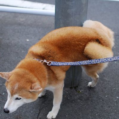 ＷＡＦＯＮＡ　マナーウォーターリキッド詰替え４０００ｍｌ