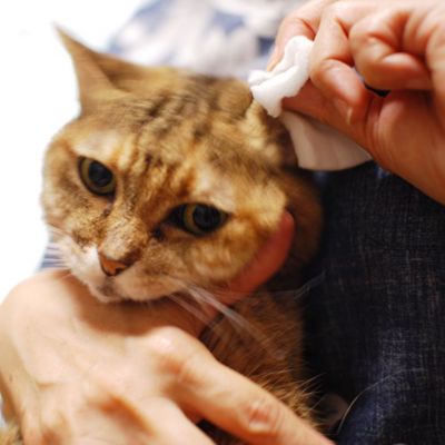 ＷＡＦＯＮＡ　猫用オールインワンスプレー　３００ｍｌ＋付替え３００ｍｌセット