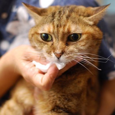 ＷＡＦＯＮＡ　猫用オールインワンスプレー　３００ｍｌ＋付替え３００ｍｌセット