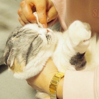 ＷＡＦＯＮＡ　猫用オールインワンスプレー　３００ｍｌ＋詰替え２０００ｍｌセット
