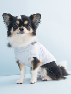 CAT＆DOG】【Birthday】スムーズィーカップケーキ