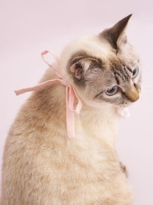 CAT＆DOG】【Birthday】スムーズィーバースデースタイ