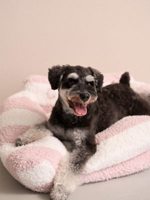 CAT＆DOG】ジェラートソファ型ベッドL | gelato pique