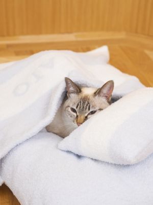 CAT＆DOG】ベビモコおふとんセットL | gelato pique (Women