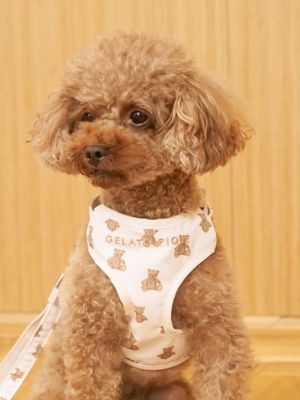 gelato pique (Women)/ジェラート ピケ【CAT & DOG】背中あきハーネス BRW ペット用品【三越伊勢丹/公式】