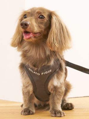 gelato pique (Women)/ジェラート ピケ【CAT & DOG】背中あきハーネス CGRY ペット用品【三越伊勢丹/公式】